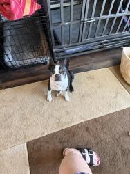 Found/Stray Male Dog last seen Lichen by Raley’s, Citrus Heights, CA 95621