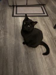 Lost Male Cat last seen Jones bridge , Peachtree Corners, GA 30092