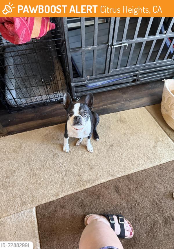 Found/Stray Male Dog last seen Lichen by Raley’s, Citrus Heights, CA 95621