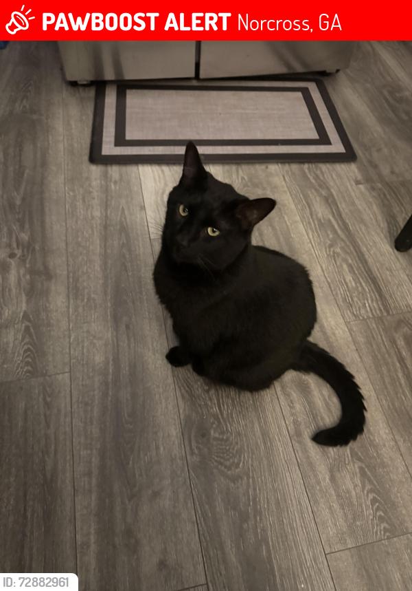 Lost Male Cat last seen Jones bridge , Peachtree Corners, GA 30092