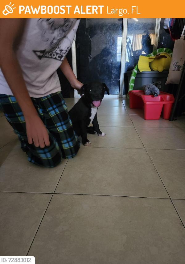 Found/Stray Male Dog last seen Ridge rd and Valencia dr, Largo, FL 33778