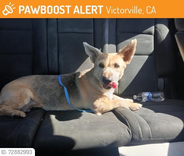 Found/Stray Female Dog last seen Amargosa and King Ranch Rd, Victorville, CA 92392