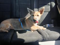 Found/Stray Female Dog last seen Amargosa and King Ranch Rd, Victorville, CA 92392
