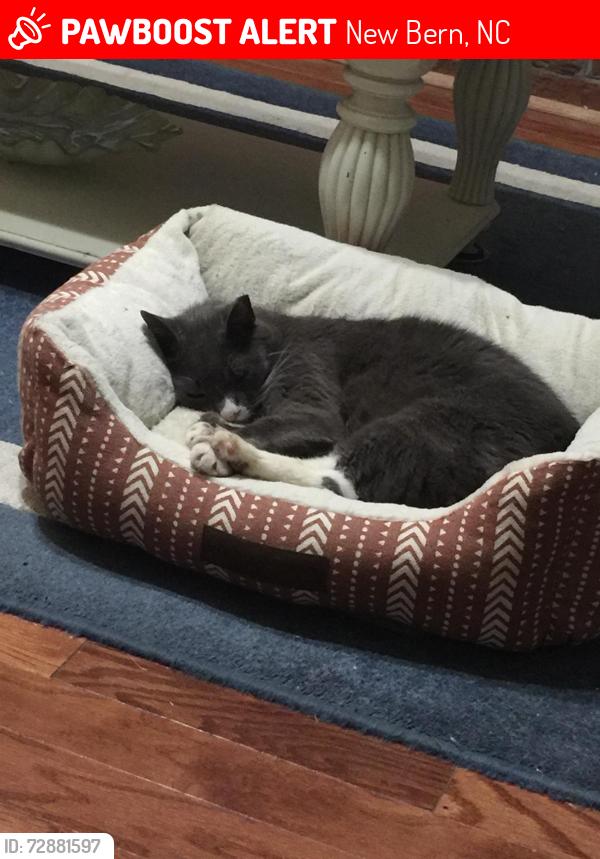Lost Male Cat last seen Pebblebrook Dr and Barrington Way New Bern, NC, New Bern, NC 28562