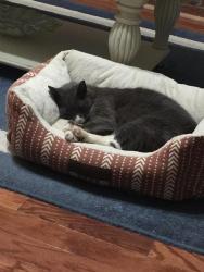 Lost Male Cat last seen Pebblebrook Dr and Barrington Way New Bern, NC, New Bern, NC 28562
