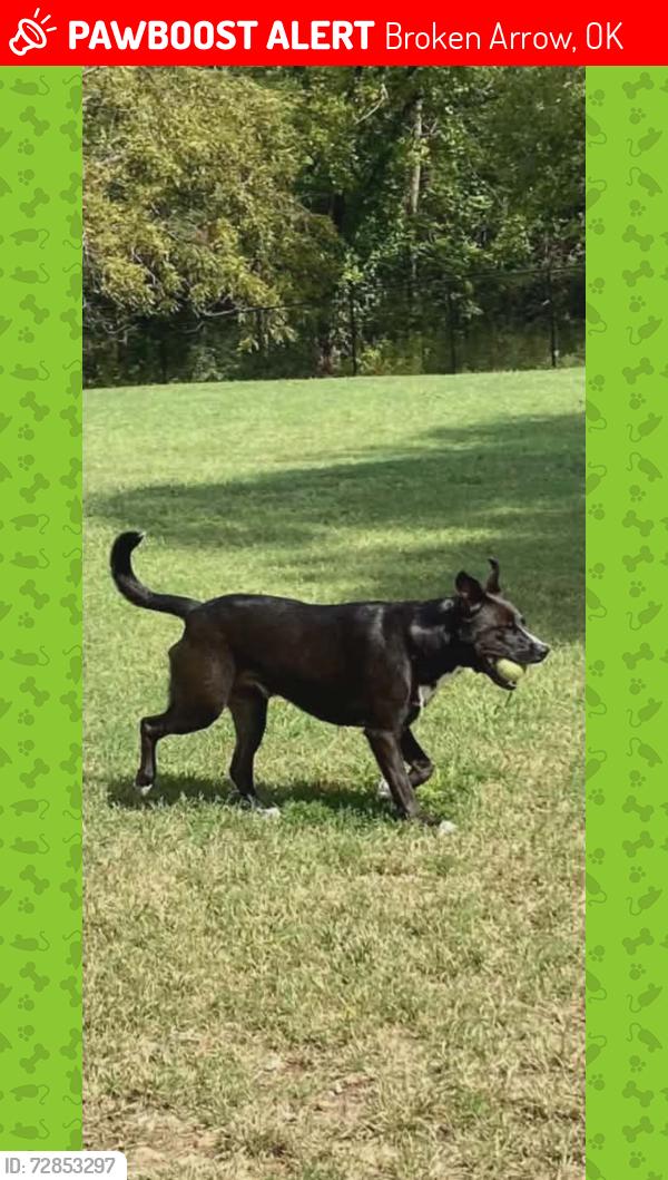 Lost Male Dog last seen Near E Dearborn st broken arrow Oklahoma , Broken Arrow, OK 74014