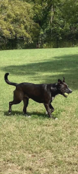 Lost Male Dog last seen Near E Dearborn st broken arrow Oklahoma , Broken Arrow, OK 74014