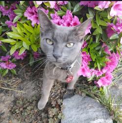 Lost Male Cat last seen Beekman Rd, Brandywine  Blvd, Edgemoor, DE 19809