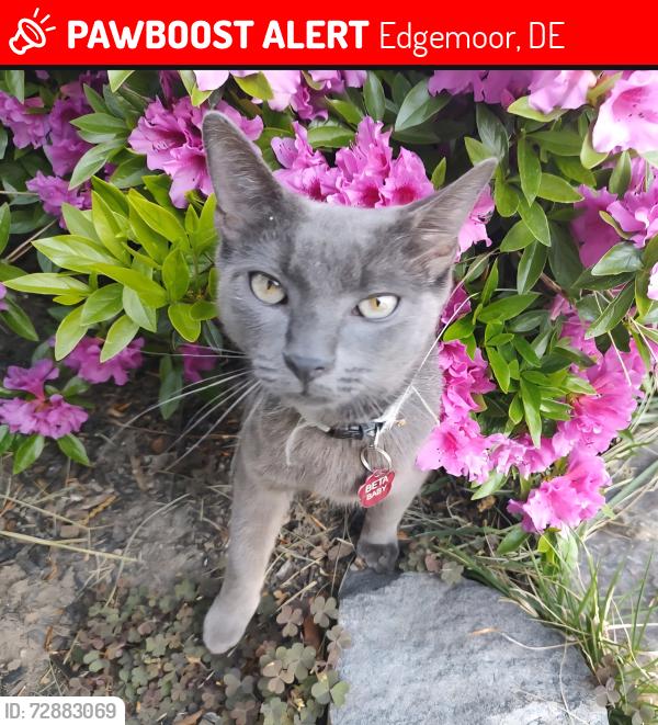 Lost Male Cat last seen Beekman Rd, Brandywine  Blvd, Edgemoor, DE 19809