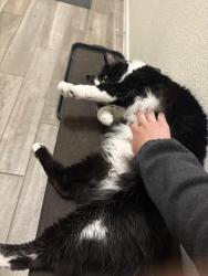 Lost Male Cat last seen Alvarado south elementary , Alvarado, TX 76009