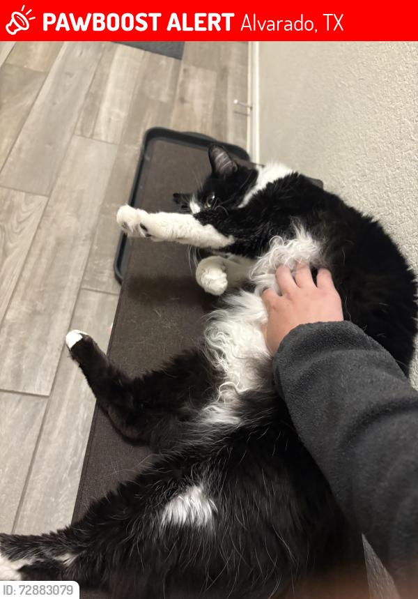 Lost Male Cat last seen Alvarado south elementary , Alvarado, TX 76009