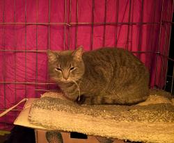 Lost Male Cat last seen E Clearview Av & E Stafford Av, Worthington, OH 43085