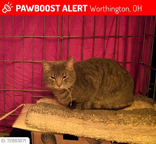 Lost Male Cat last seen E Clearview Av & E Stafford Av, Worthington, OH 43085