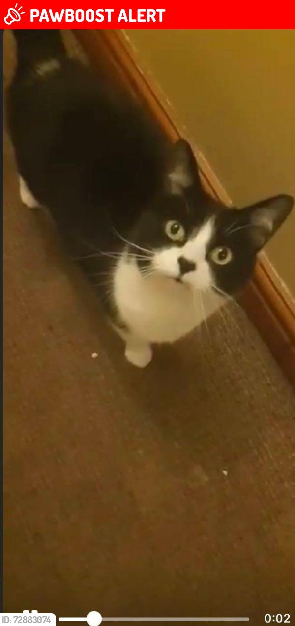 Lost Female Cat last seen Asda sinfin , Sinfin, England DE24 9NE