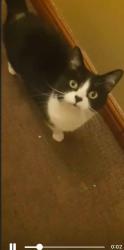 Lost Female Cat last seen Asda sinfin , Sinfin, England DE24 9NE