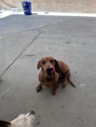 Found/Stray Female Dog last seen By columbus middle school , Los Angeles, CA 91304