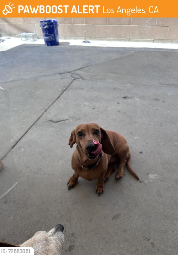 Found/Stray Female Dog last seen By columbus middle school , Los Angeles, CA 91304