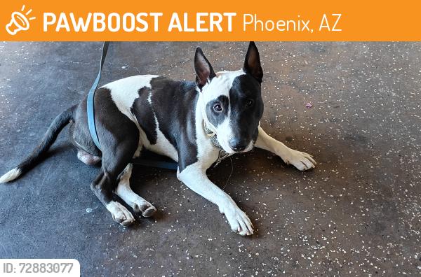 Found/Stray Male Dog last seen 15th Ave and Indian school, Phoenix, AZ 85015