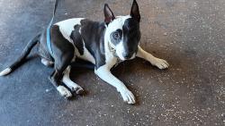 Found/Stray Male Dog last seen 15th Ave and Indian school, Phoenix, AZ 85015