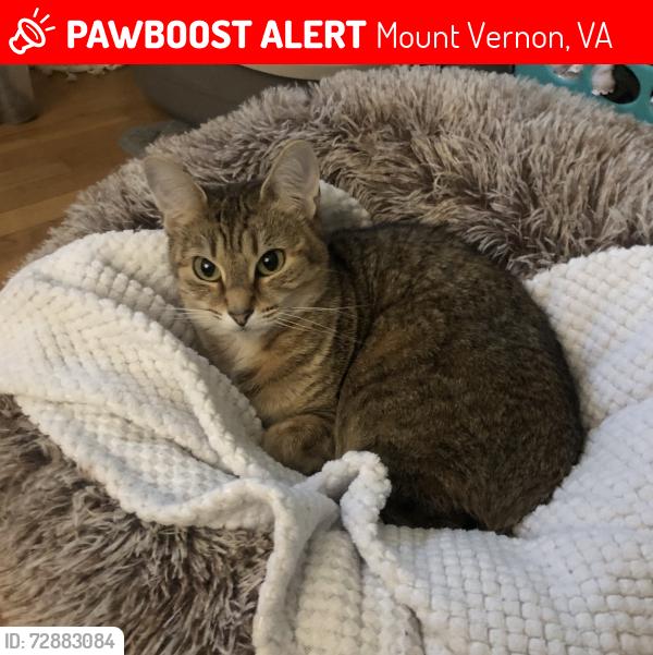 Lost Female Cat last seen Mount Vernon, Sudbury & Gibbs St, Mount Vernon, VA 22309