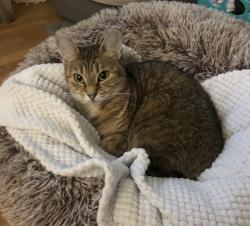 Lost Female Cat last seen Mount Vernon, Sudbury & Gibbs St, Mount Vernon, VA 22309