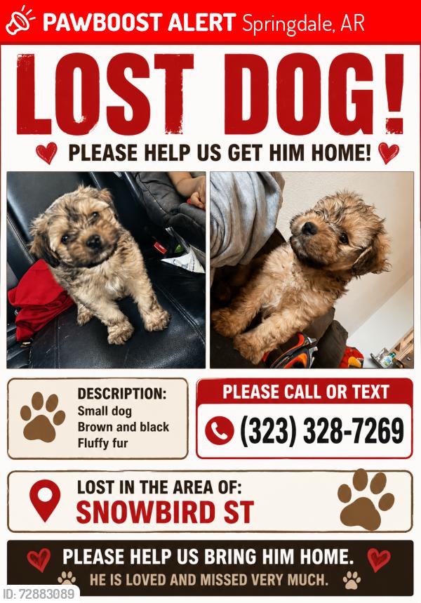 Lost Male Dog last seen Springdale Ar, Springdale, AR 72764