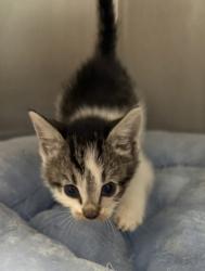 Shelter Stray Female Cat last seen New Bern, NC 28560, New Bern, NC 28562