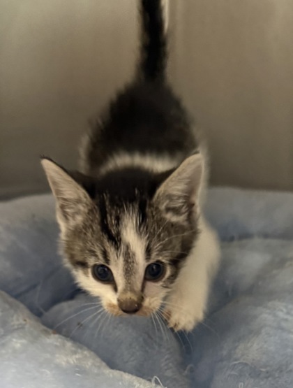 Shelter Stray Female Cat last seen New Bern, NC 28560, New Bern, NC 28562