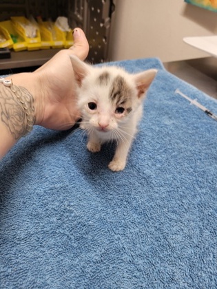 Shelter Stray Male Cat last seen Near Dismantle Ct, Rancho Cordova, CA, Sacramento, CA 95828