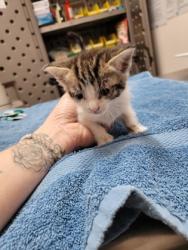 Shelter Stray Female Cat last seen Near Dismantle Ct, Rancho Cordova, CA, Sacramento, CA 95828