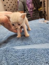 Shelter Stray Male Cat last seen Near Dismantle Ct, Rancho Cordova, CA, Sacramento, CA 95828