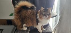 Reunited Male Cat last seen Near Pleasantview St, Lake Orion, MI 48362, USA, Lake Orion, MI 48362