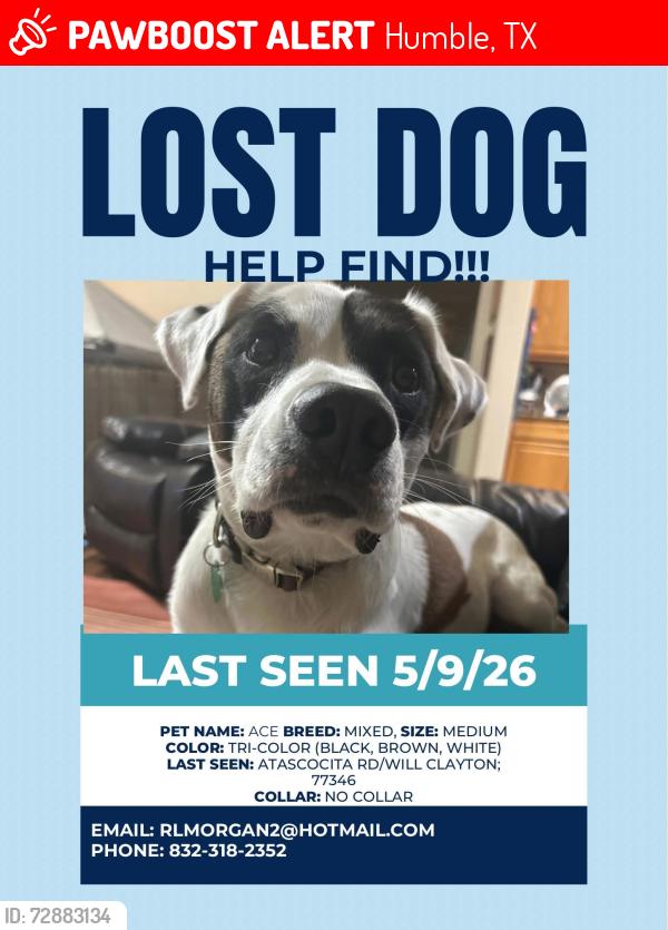 Lost Male Dog last seen Woodland Hills, Humble, TX 77396