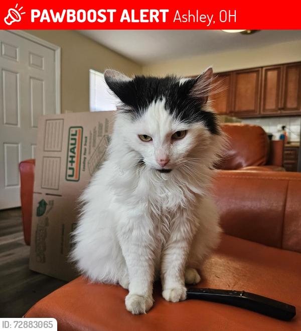 Lost Male Cat last seen South St and South Grove St and Bell Ave, near Ashley Manor Asst Living, Ashley, OH 43003
