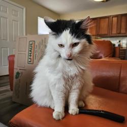 Lost Male Cat last seen South St and South Grove St and Bell Ave, near Ashley Manor Asst Living, Ashley, OH 43003