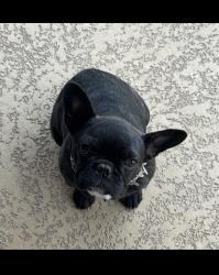 Lost Female Dog last seen Near Sun haven ln , Porter, TX 77365