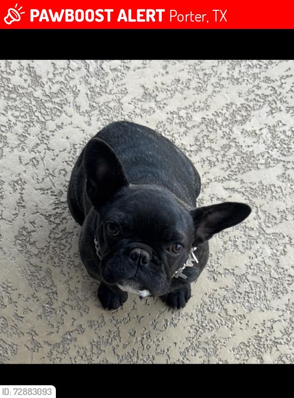 Lost Female Dog last seen Near Sun haven ln , Porter, TX 77365