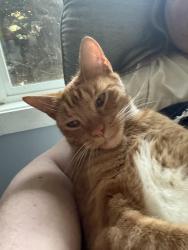 Lost Male Cat last seen SW Tegart Ave, Gresham, OR 97080