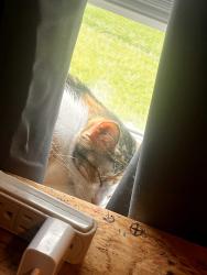 Lost Female Cat last seen W. Pine and pinetrace, Tomball, TX 77375