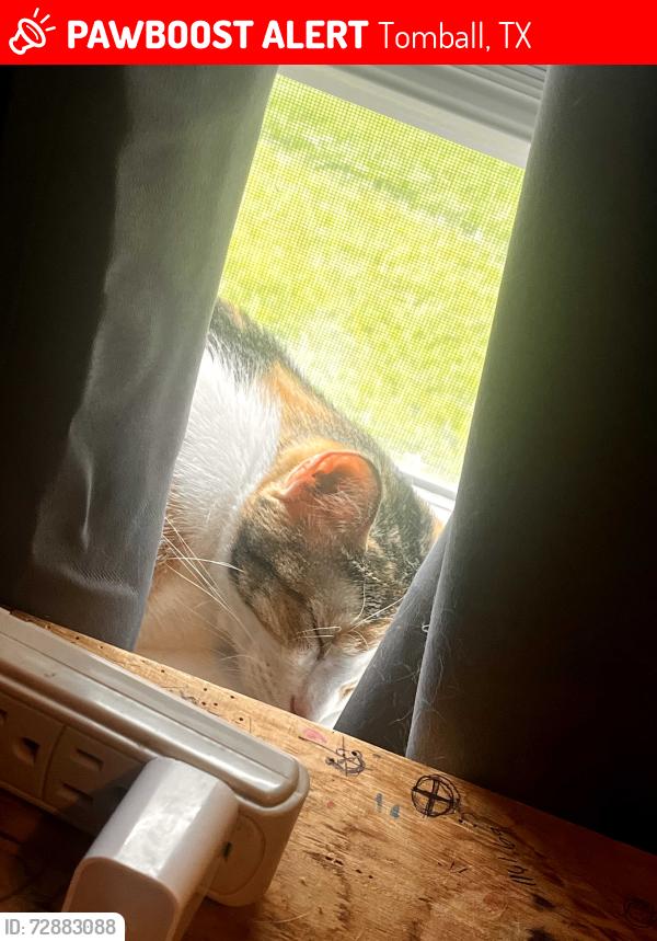 Lost Female Cat last seen W. Pine and pinetrace, Tomball, TX 77375