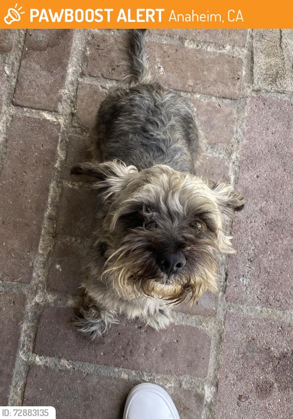 Found/Stray Male Dog last seen Magnolia and crescent, Anaheim, CA 92801