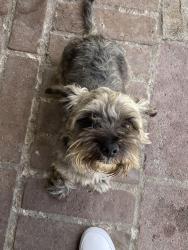 Found/Stray Male Dog last seen Magnolia and crescent, Anaheim, CA 92801