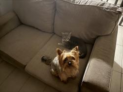 Lost Male Dog last seen Alma, Montréal, QC H2S 2W5