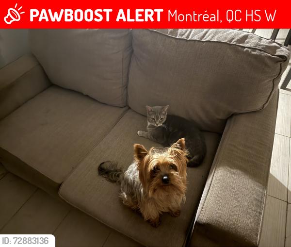 Lost Male Dog last seen Alma, Montréal, QC H2S 2W5