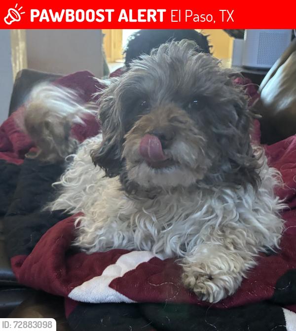 Lost Male Dog last seen Sean haggerty, El Paso, TX 79934