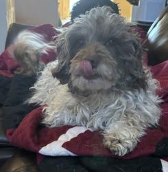 Lost Male Dog last seen Sean haggerty, El Paso, TX 79934