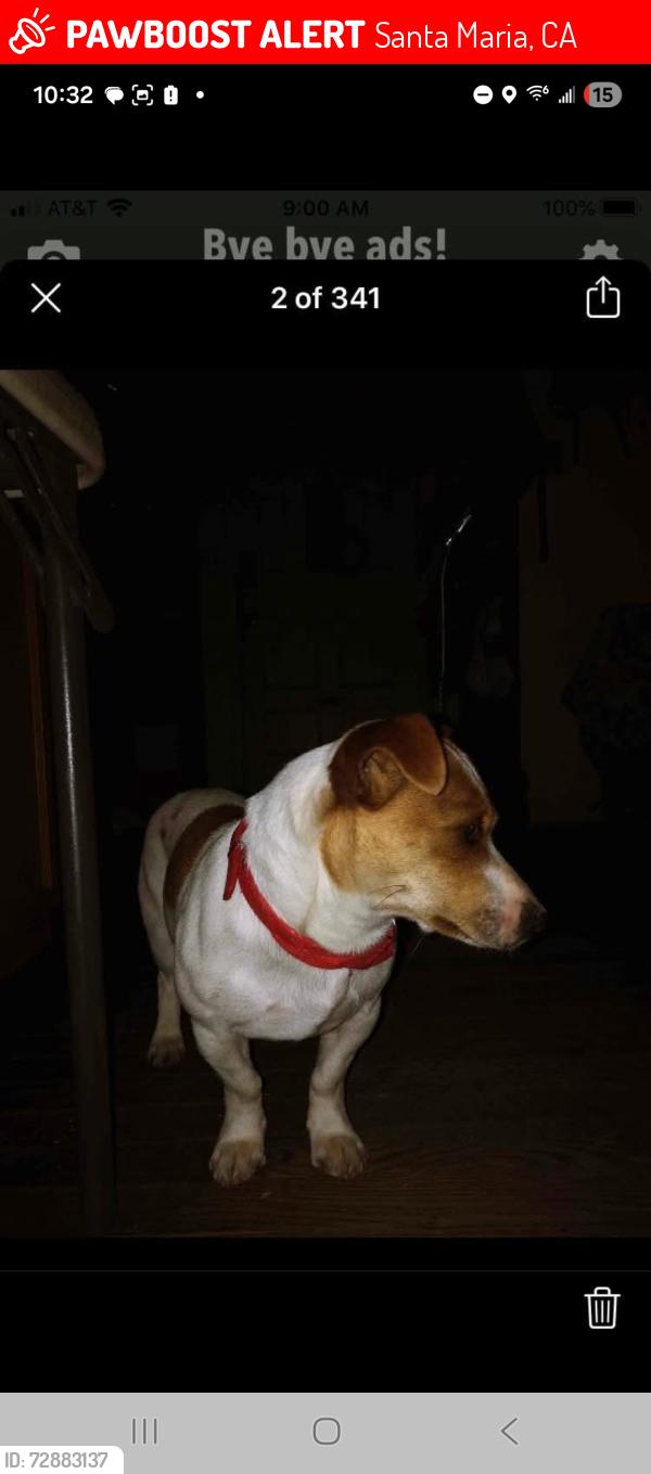 Lost Male Dog last seen North Elizabeth and Fesler , Santa Maria, CA 93454