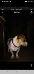 Lost Male Dog last seen North Elizabeth and Fesler , Santa Maria, CA 93454