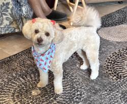 Reunited Female Dog last seen On Chapel Rock Lane between Senova Ridge Ln and Blaine Oaks Ln, Spring, TX 77386