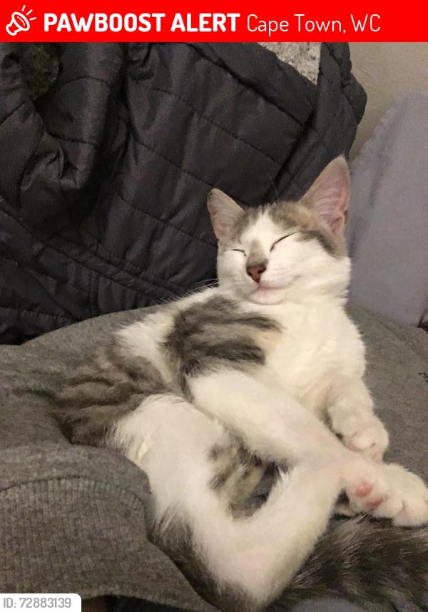 Lost Female Cat last seen Goulburn and Langehoven Goodwood, Cape Town, WC 7459